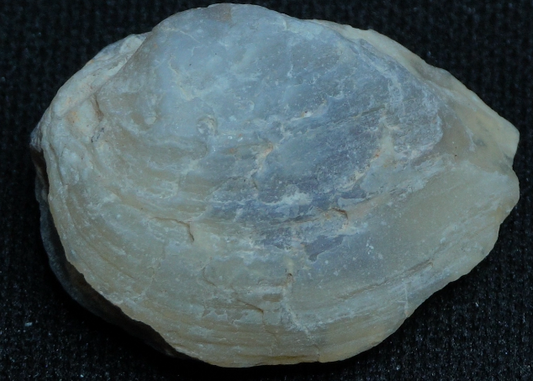 Shell Fossil