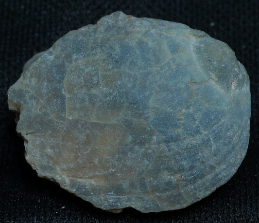 Shell Fossil