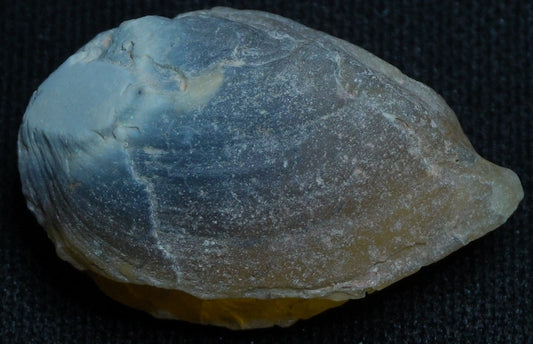 Shell Fossil