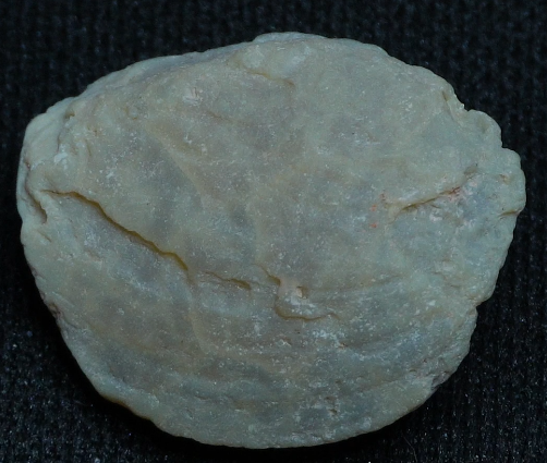 Shell Fossil