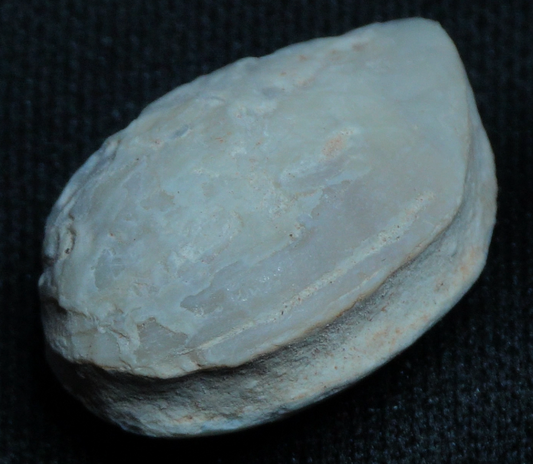 Shell Fossil