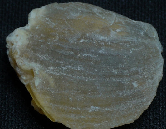 Shell Fossil